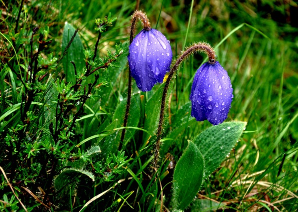 总状绿绒蒿  罂粟科绿绒蒿属，6月份盛开在光盖山草坡的蓝花.jpg